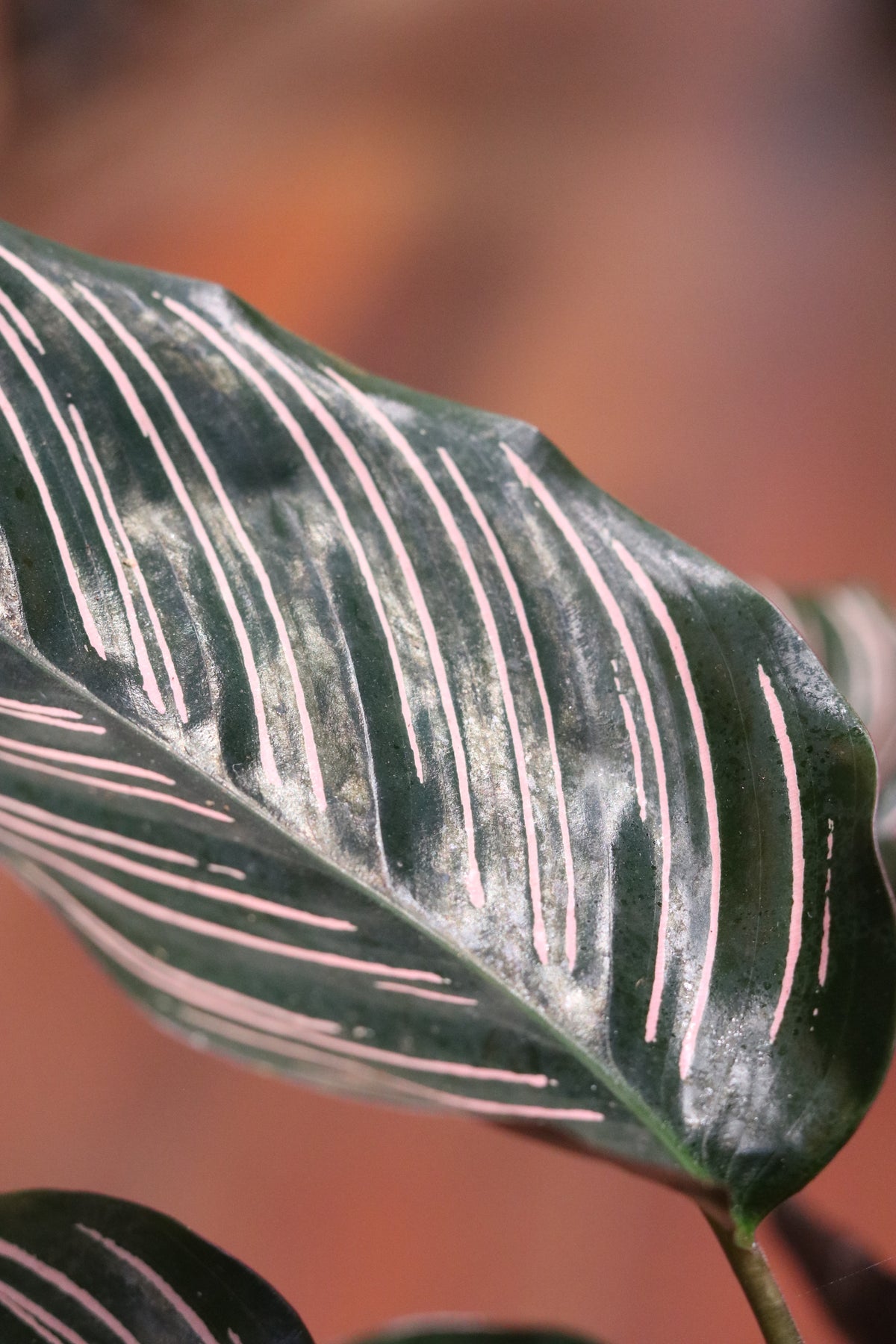 Calathea Sanderiana Ornata