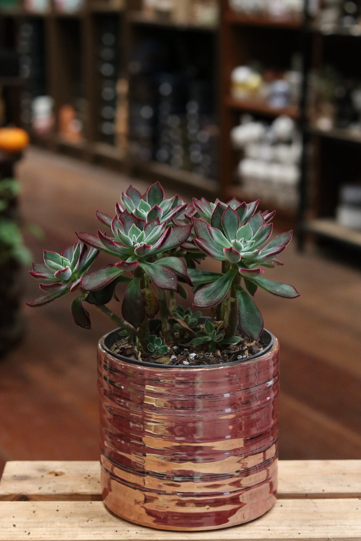 Echeveria pulvinata 'Devotion'
