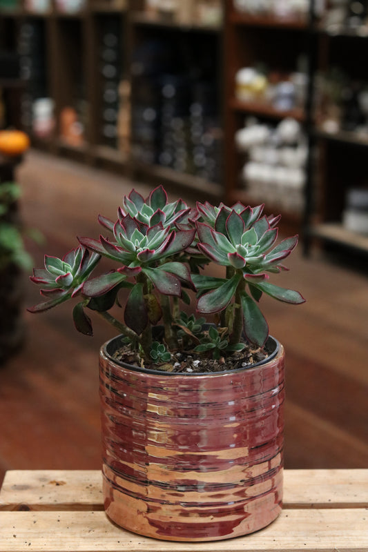 Echeveria pulvinata 'Devotion'