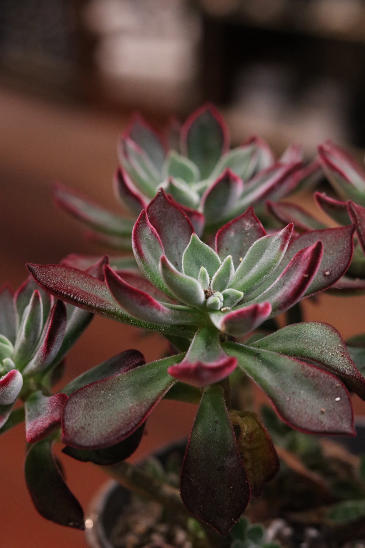 Echeveria pulvinata 'Devotion'