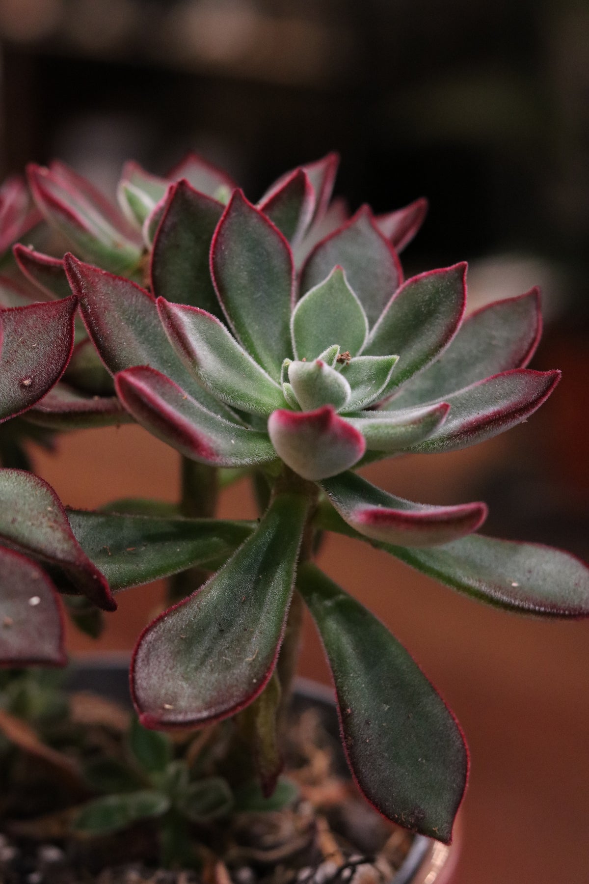 Echeveria pulvinata 'Devotion'