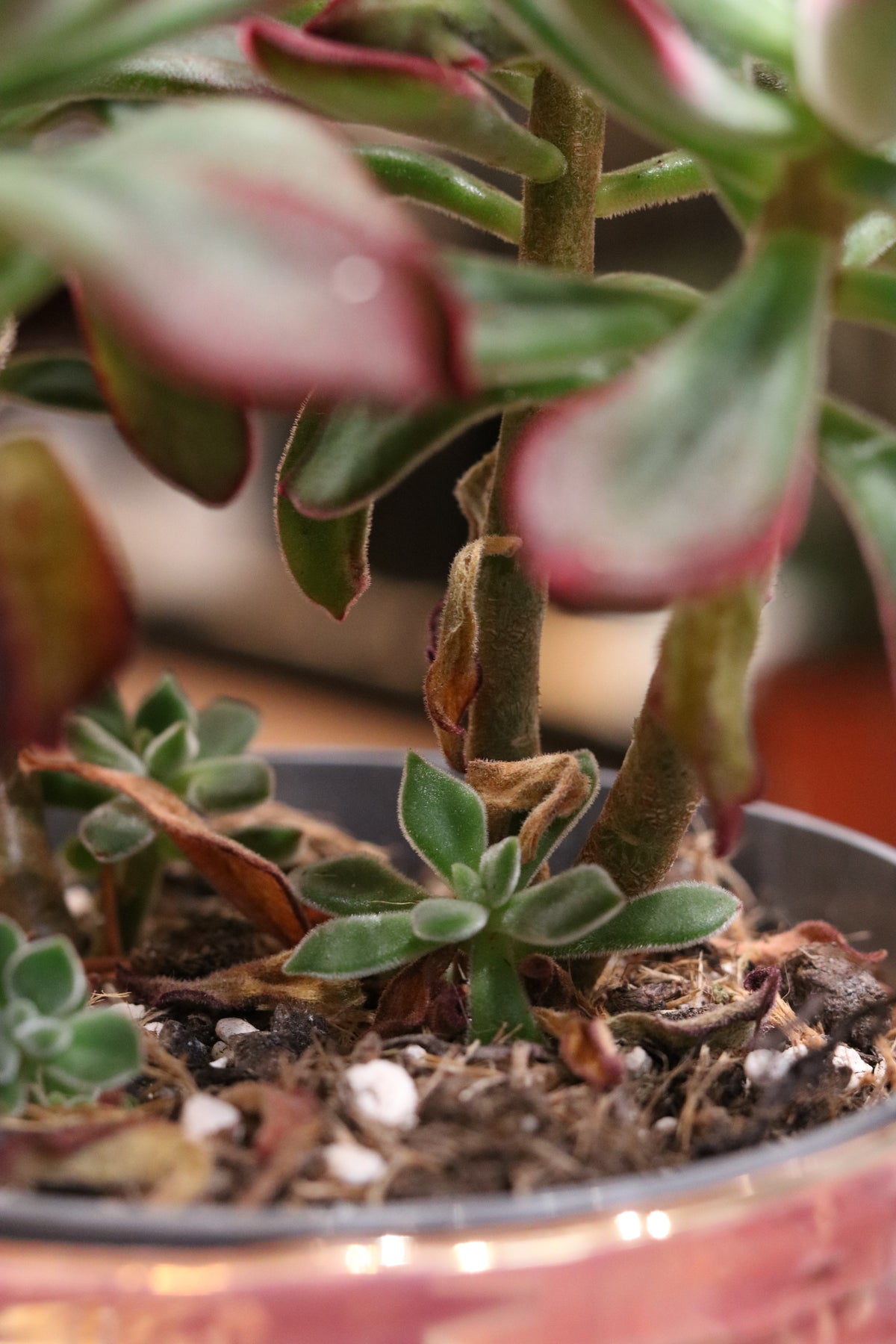 Echeveria pulvinata 'Devotion'
