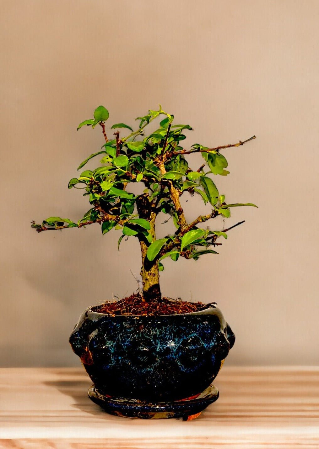 Carmona bonsai - round pot
