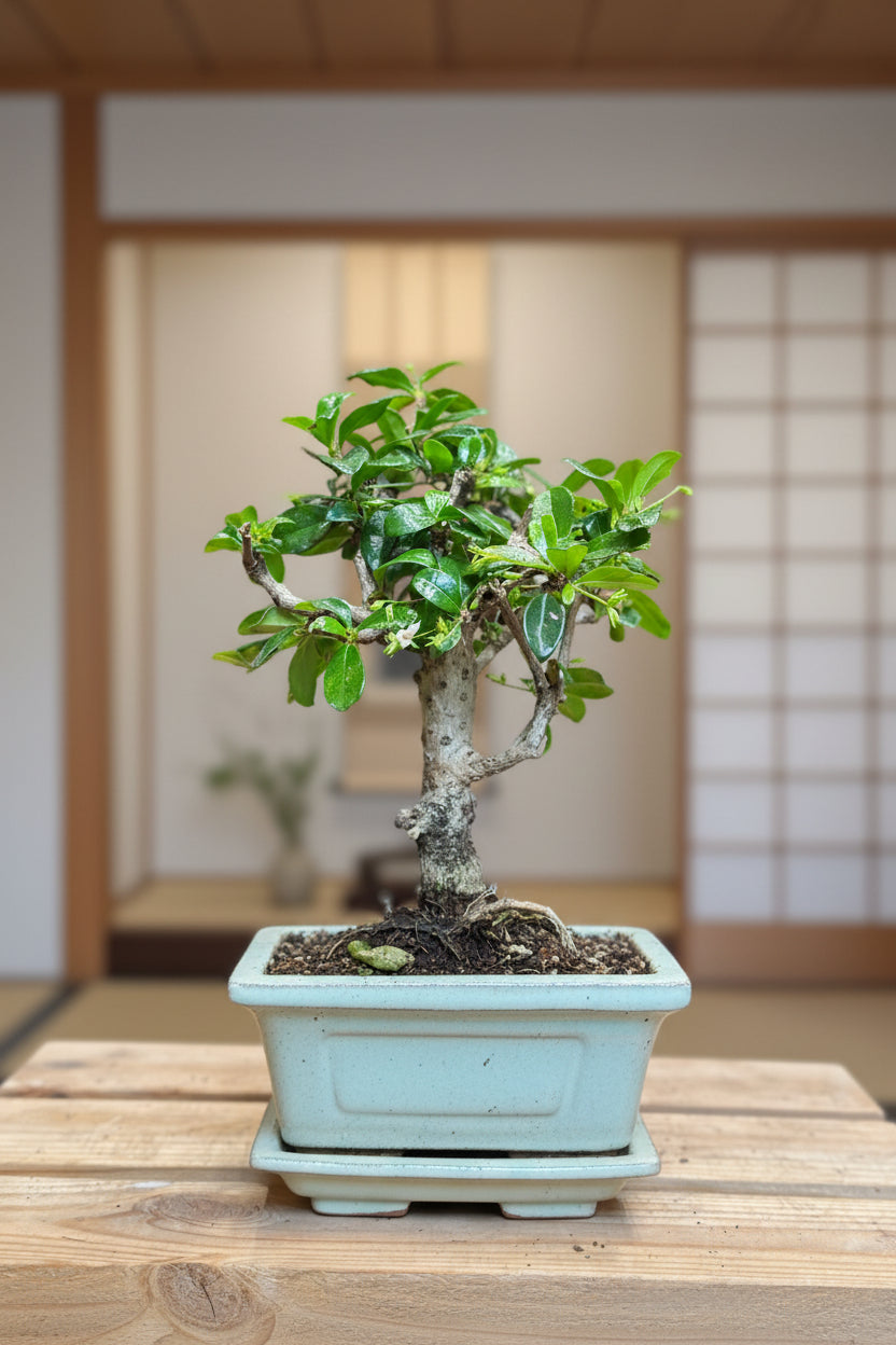 Carmona Bonsai (mini) – Avalon