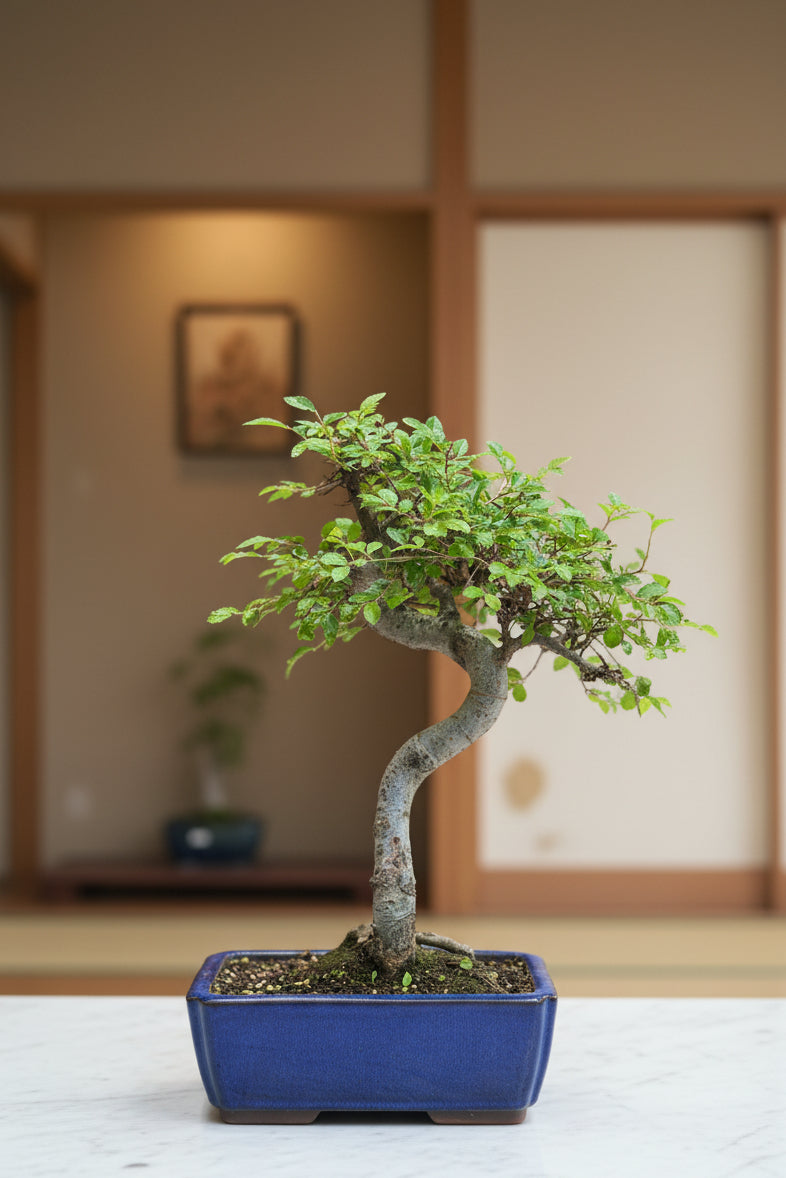 Chinese Elm Bonsai