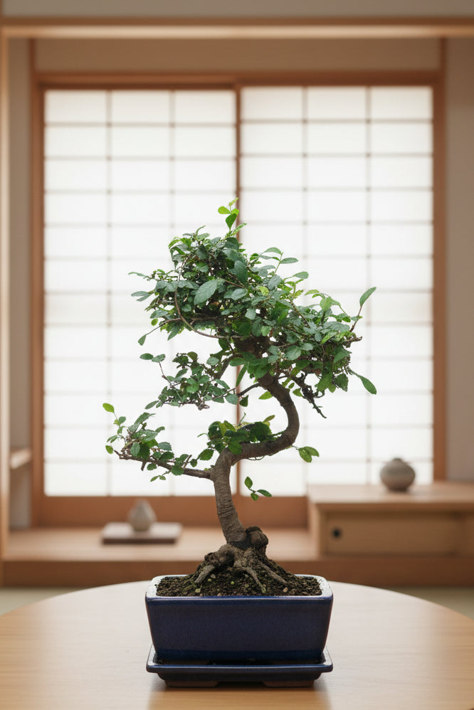 Chinese Elm Bonsai