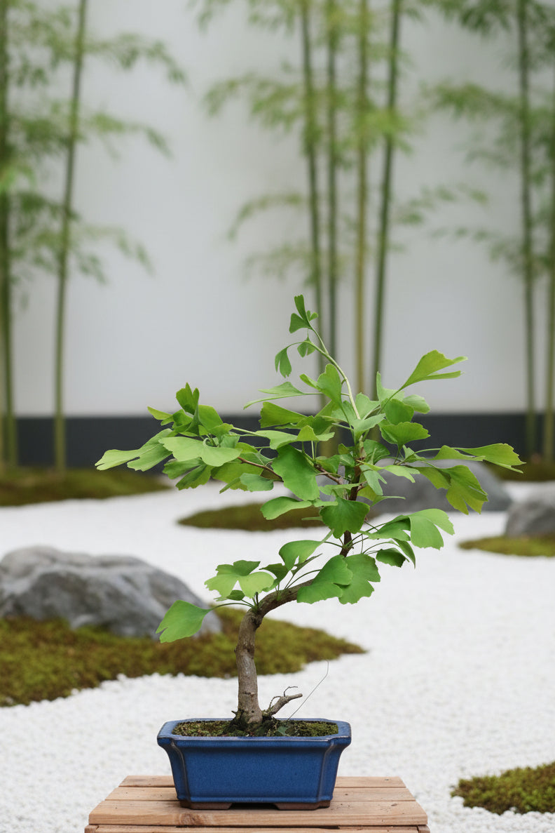 Ginkgo Bonsai