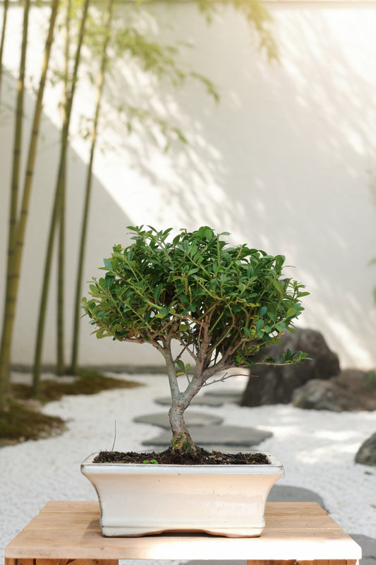 Ilex Bonsai