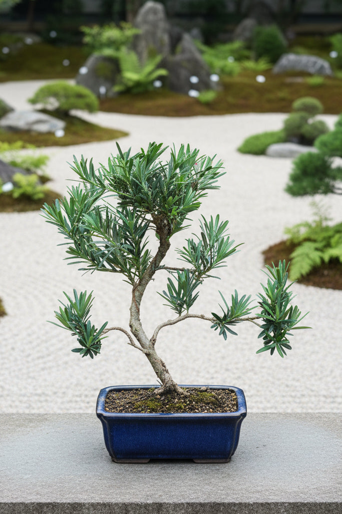 Podocarpus Bonsai