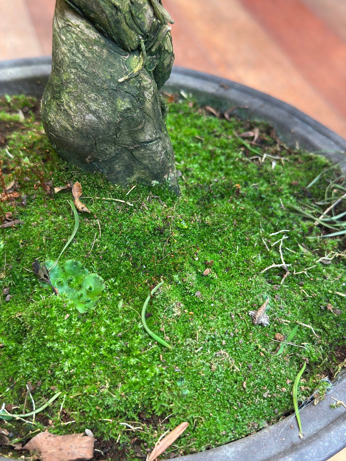 Buddhist Pine (Podocarpus Bonsai)