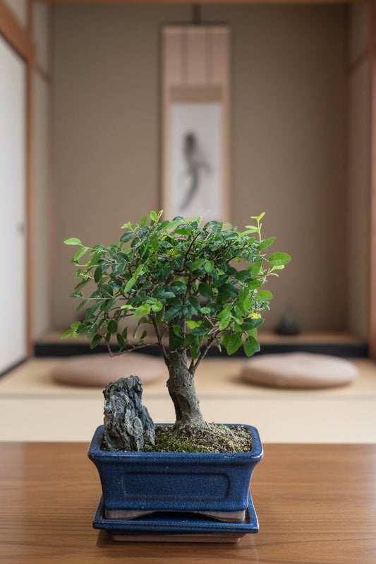 Chinese Elm Bonsai with rock