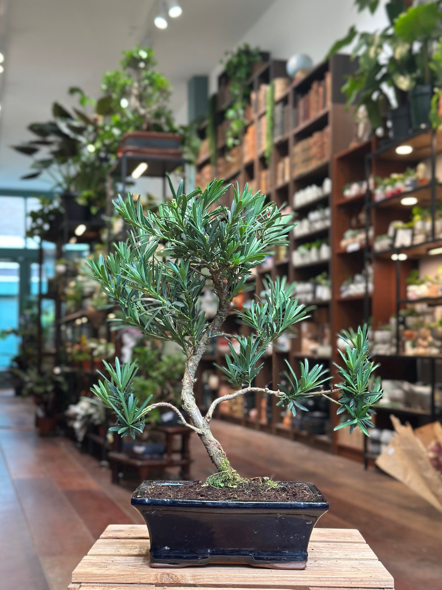 Podocarpus Bonsai