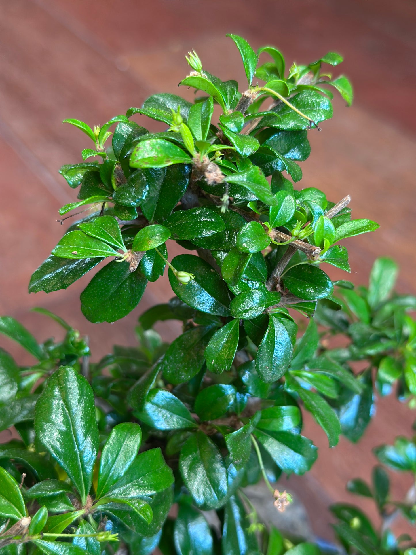 Carmona bonsai met rockscène