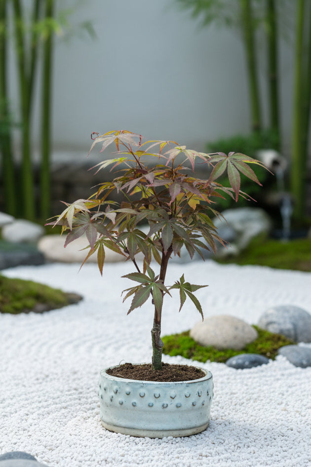 Acer Bonsai (small)