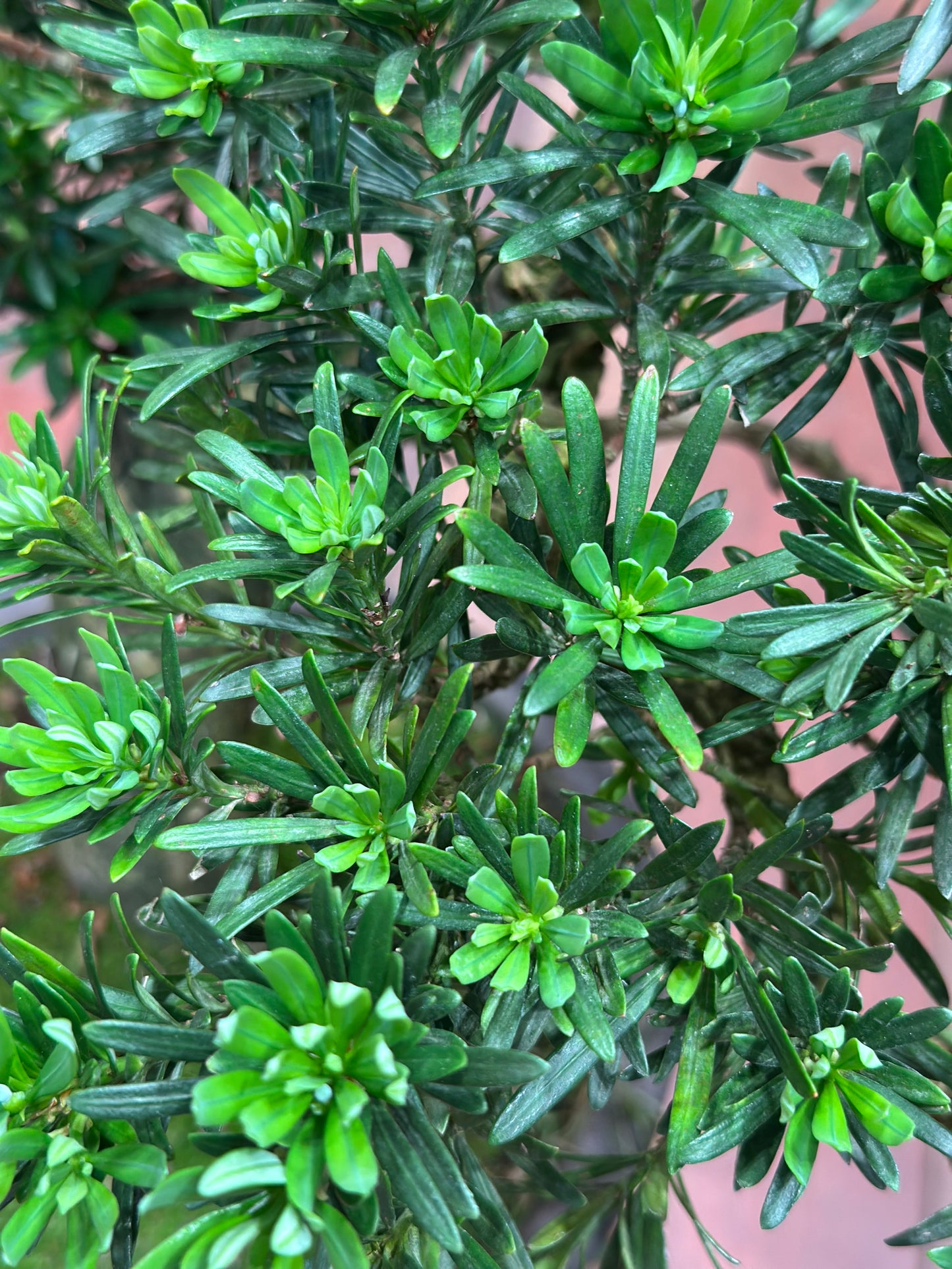 Buddhist Pine (Podocarpus Bonsai)