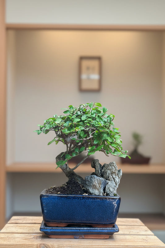 Chinese Elm Bonsai with rock
