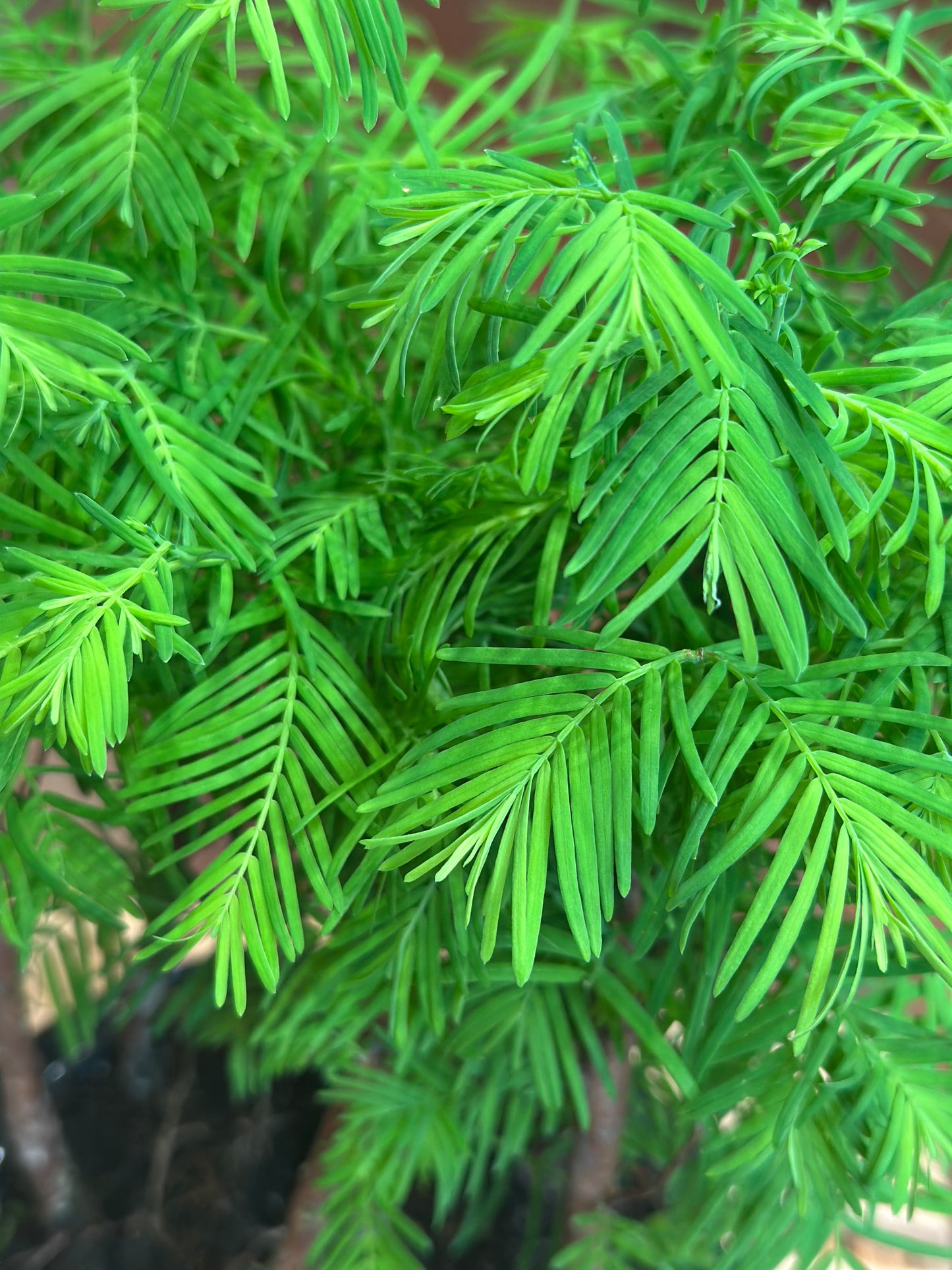 Redwood Bonsai (round pot)