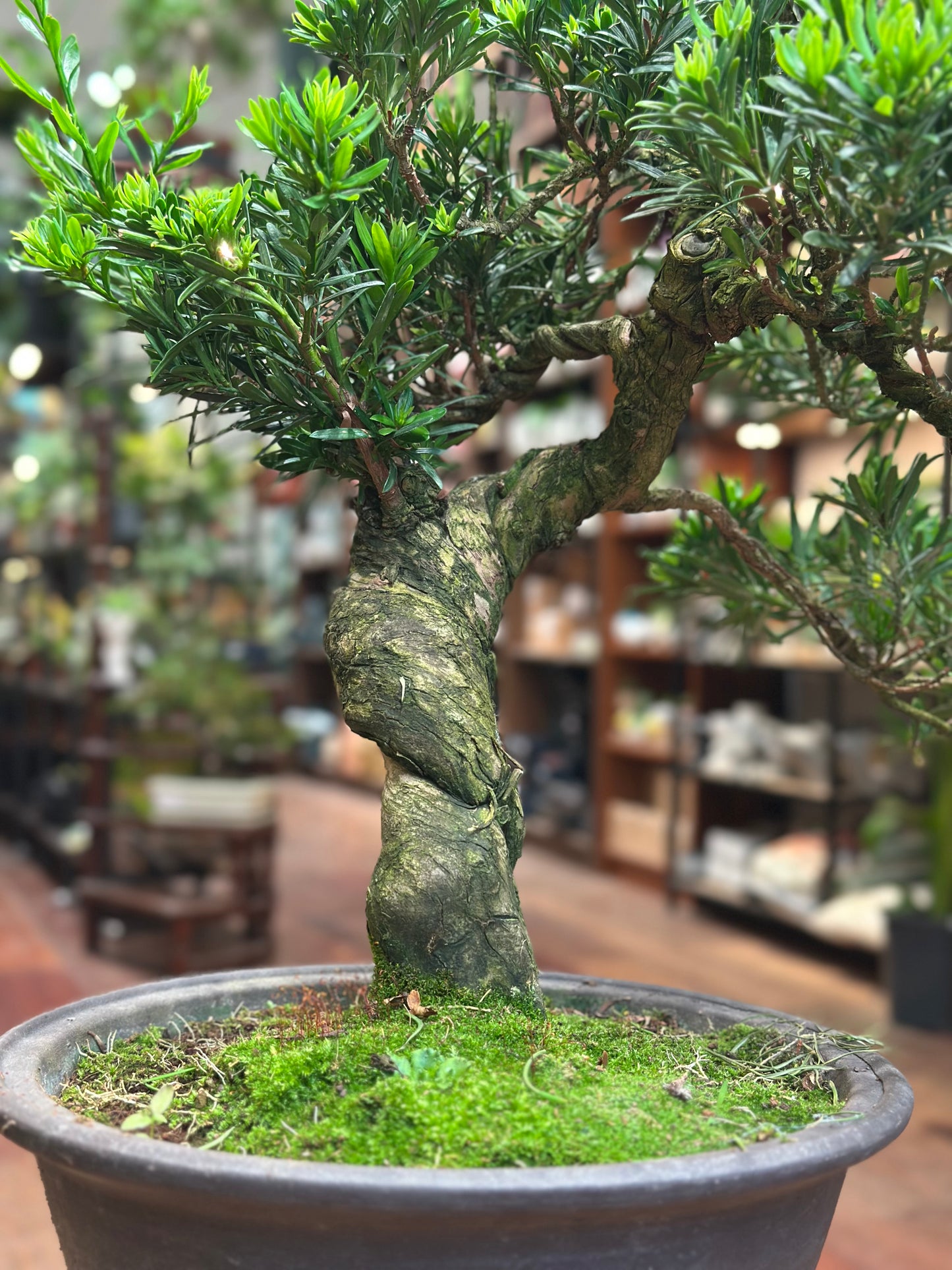 Buddhist Pine (Podocarpus Bonsai)