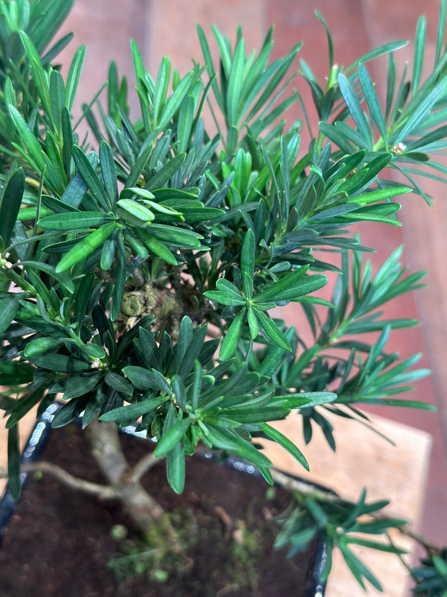 Podocarpus Bonsai