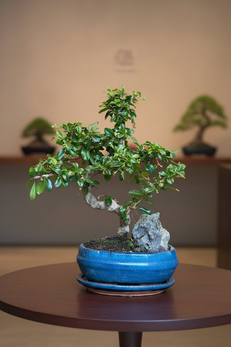 Carmona bonsai met rockscène