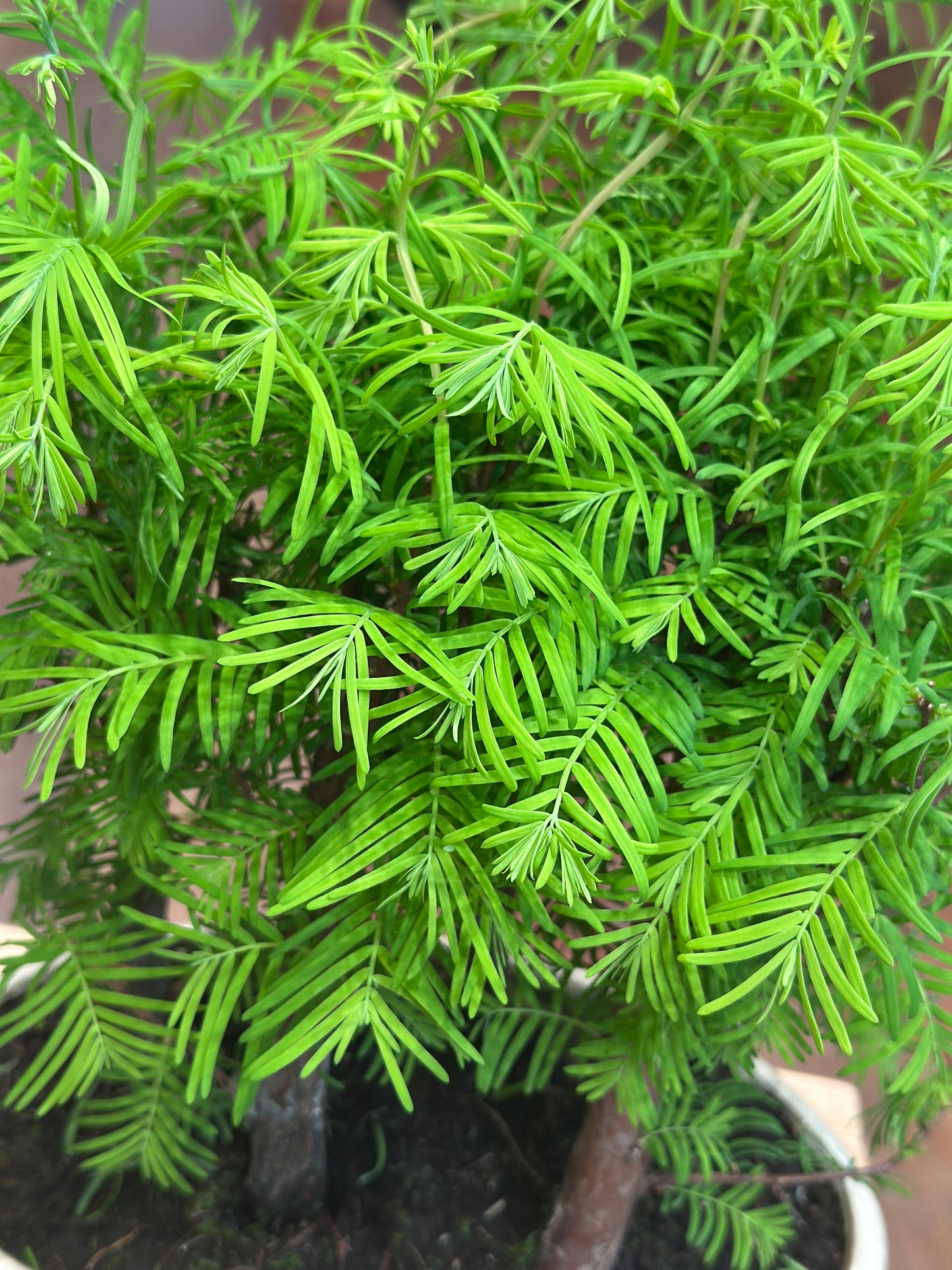 Redwood Bonsai