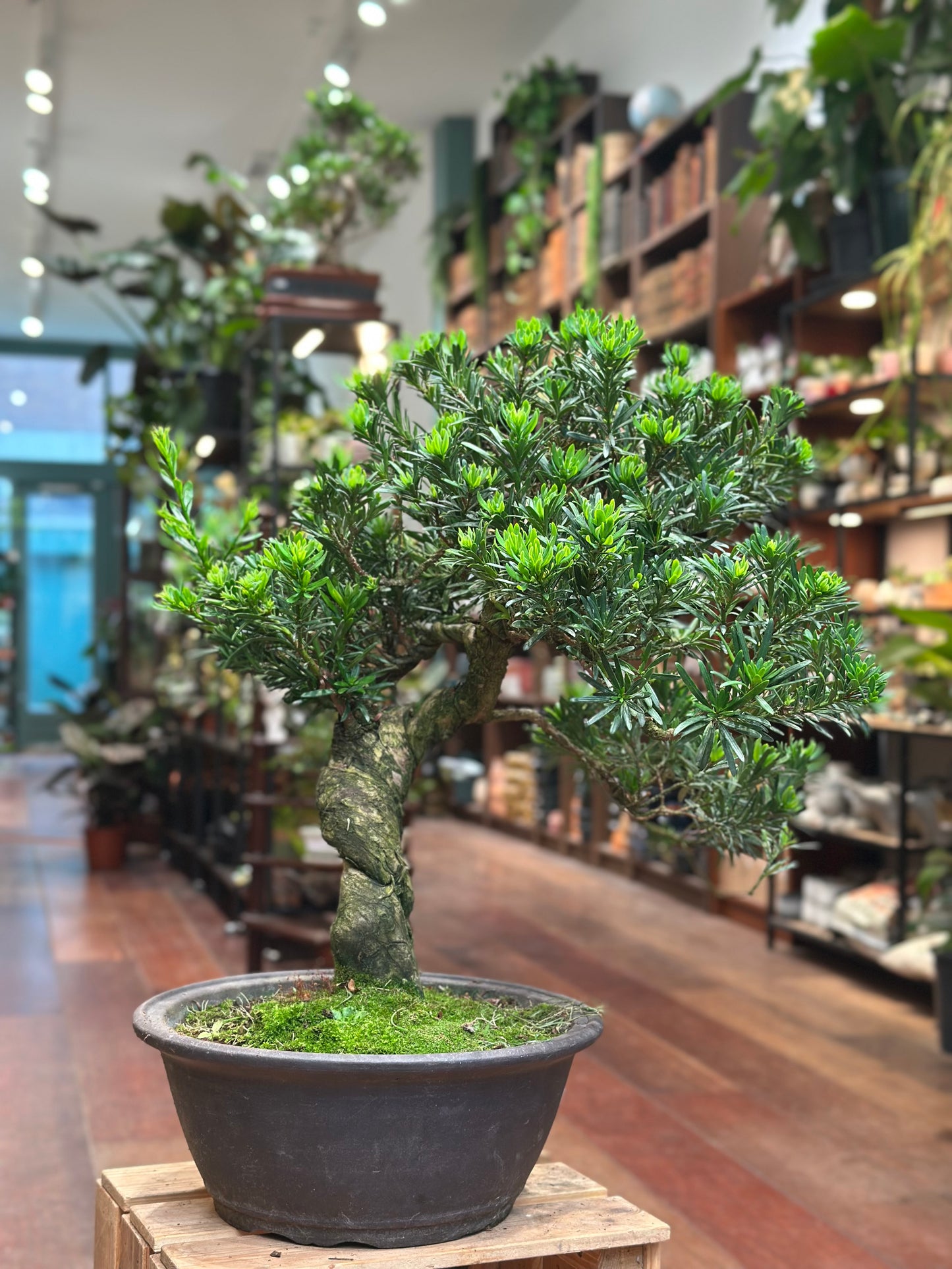 Buddhist Pine (Podocarpus Bonsai)