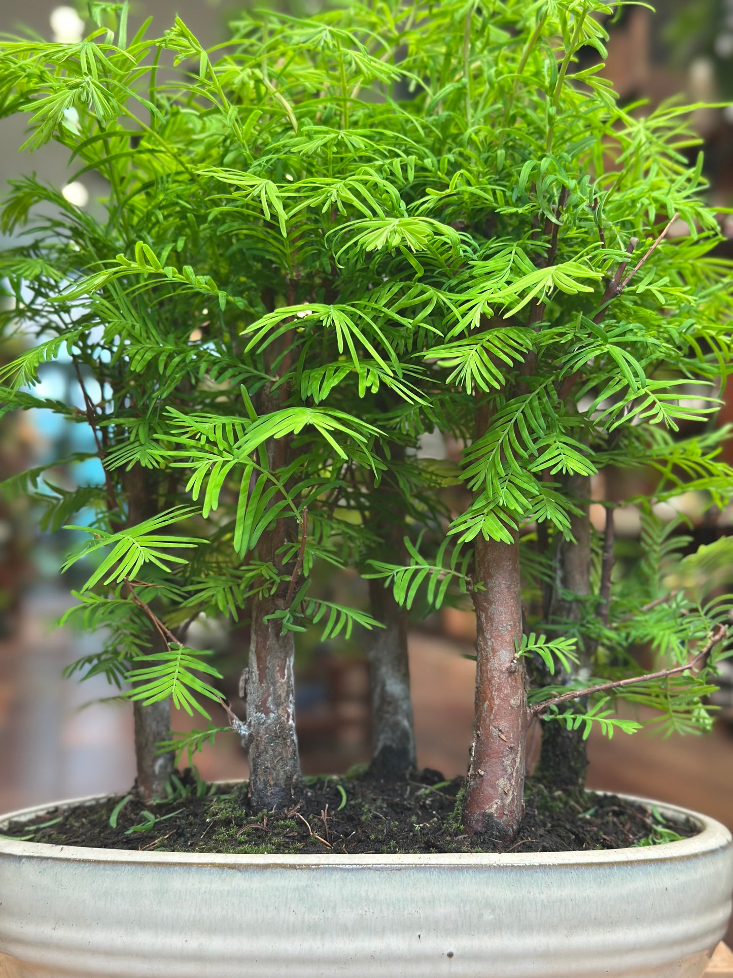 Redwood Bonsai