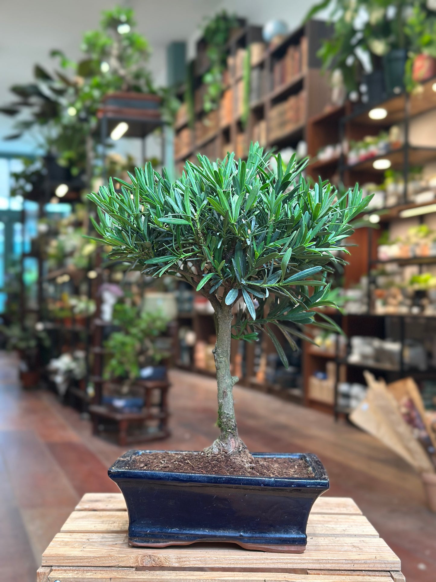Podocarpus Bonsai