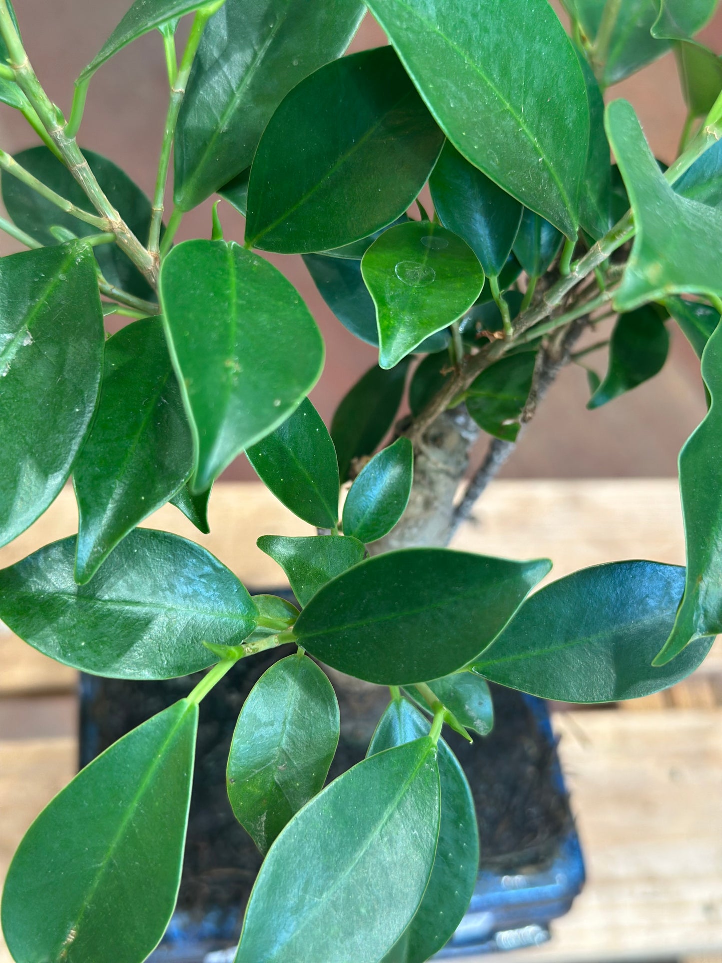 Ficus Bonsai (mini)