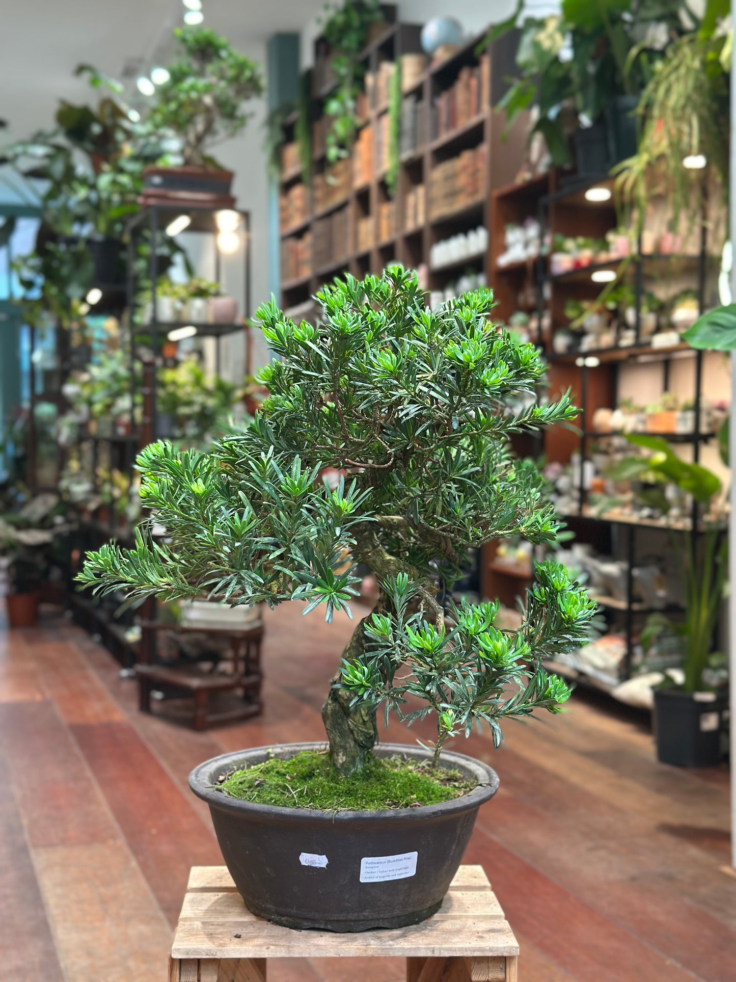 Buddhist Pine (Podocarpus Bonsai)
