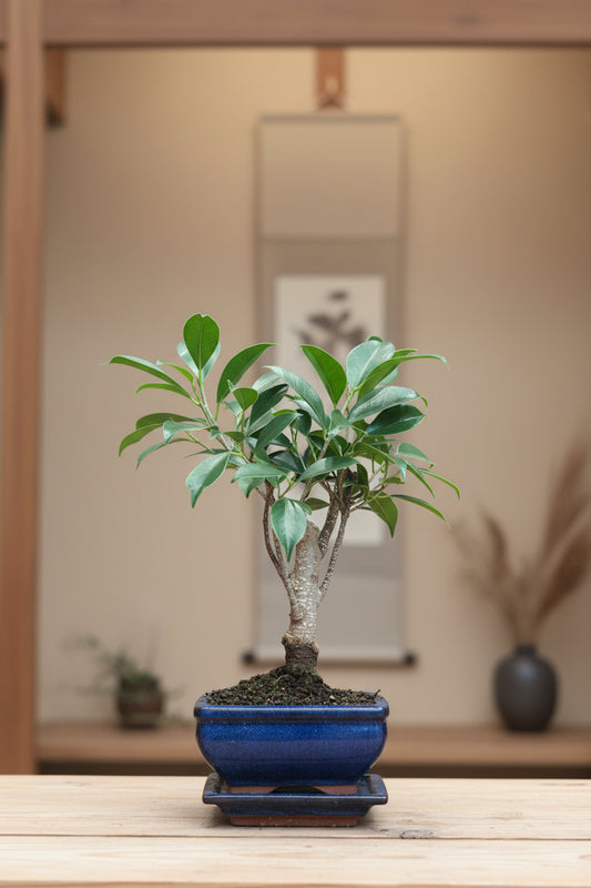 Ficus Bonsai (beginnersvriendelijk) - Mini
