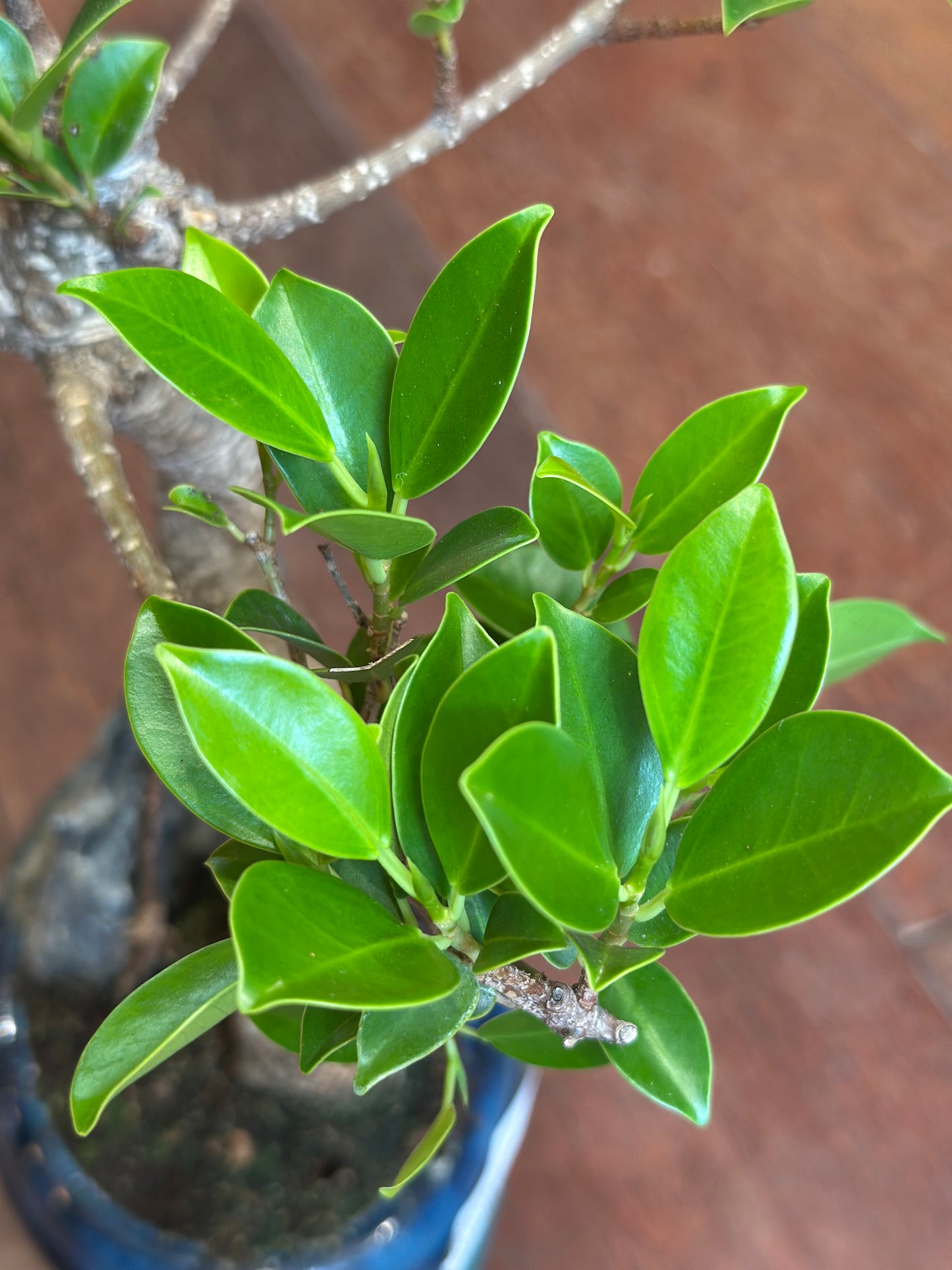 Ficus bonsai met een rockscène - medium groot