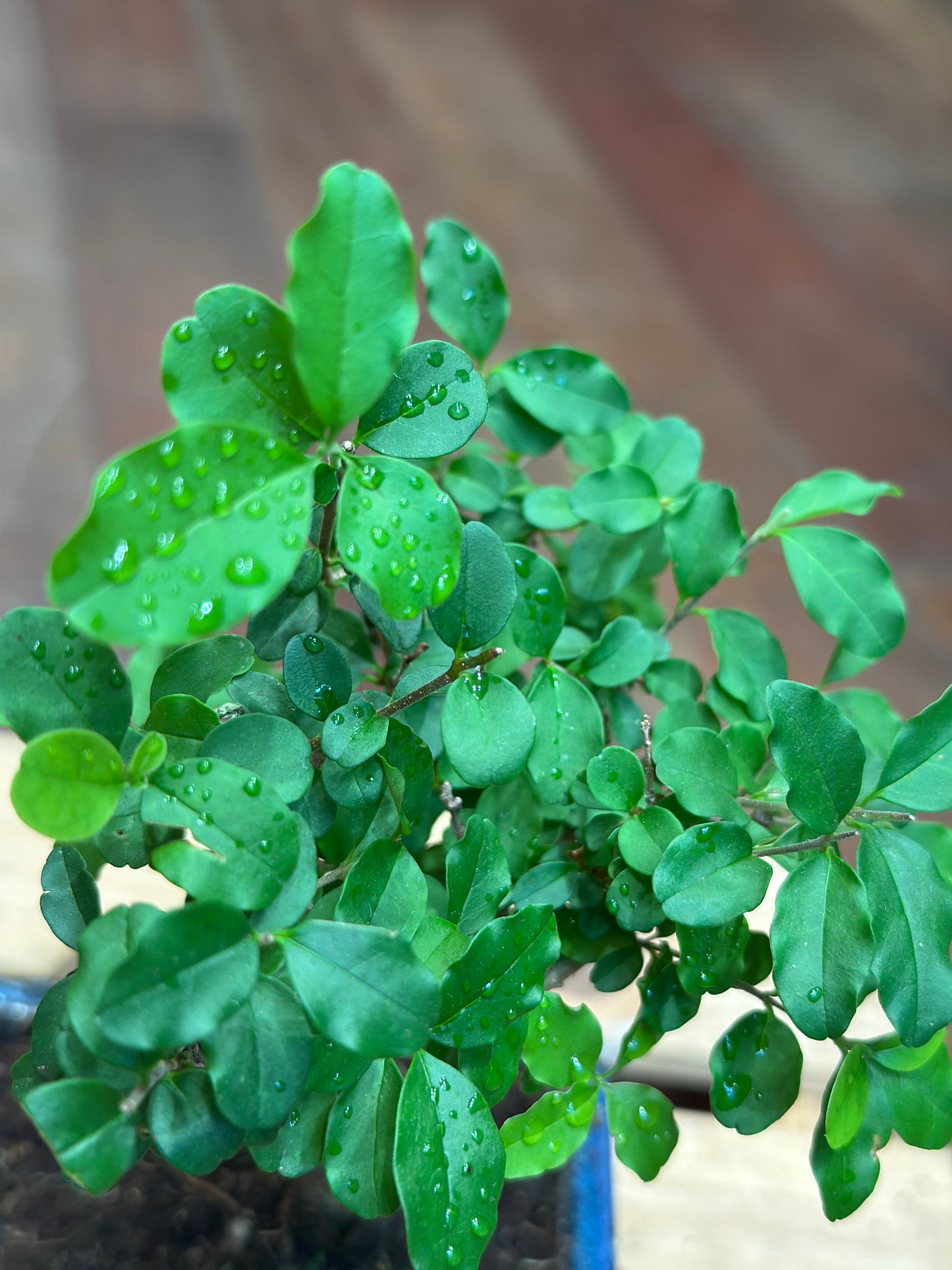 Ligustrum Bonsai (mini)