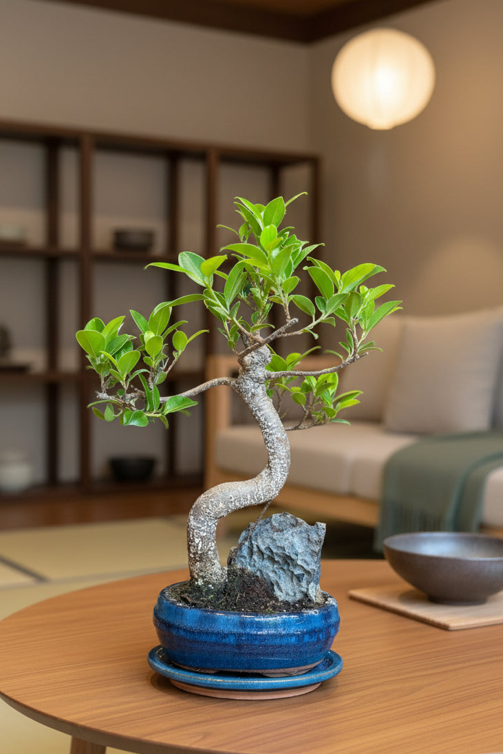Ficus bonsai met een rockscène - medium groot