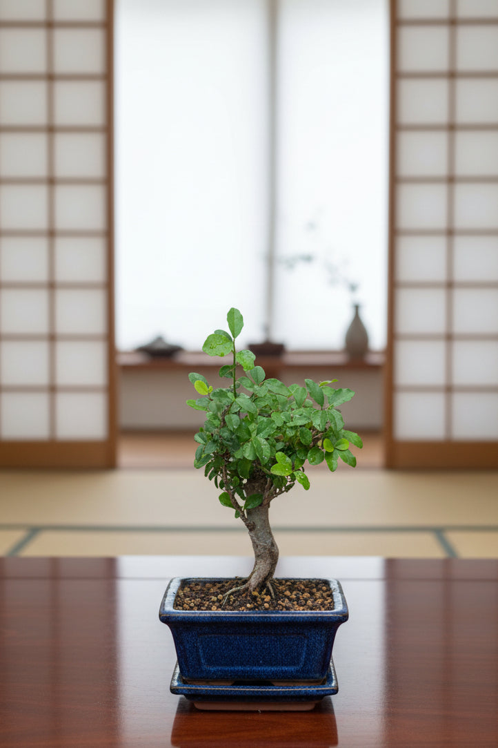 Ligustrum Bonsai (mini)