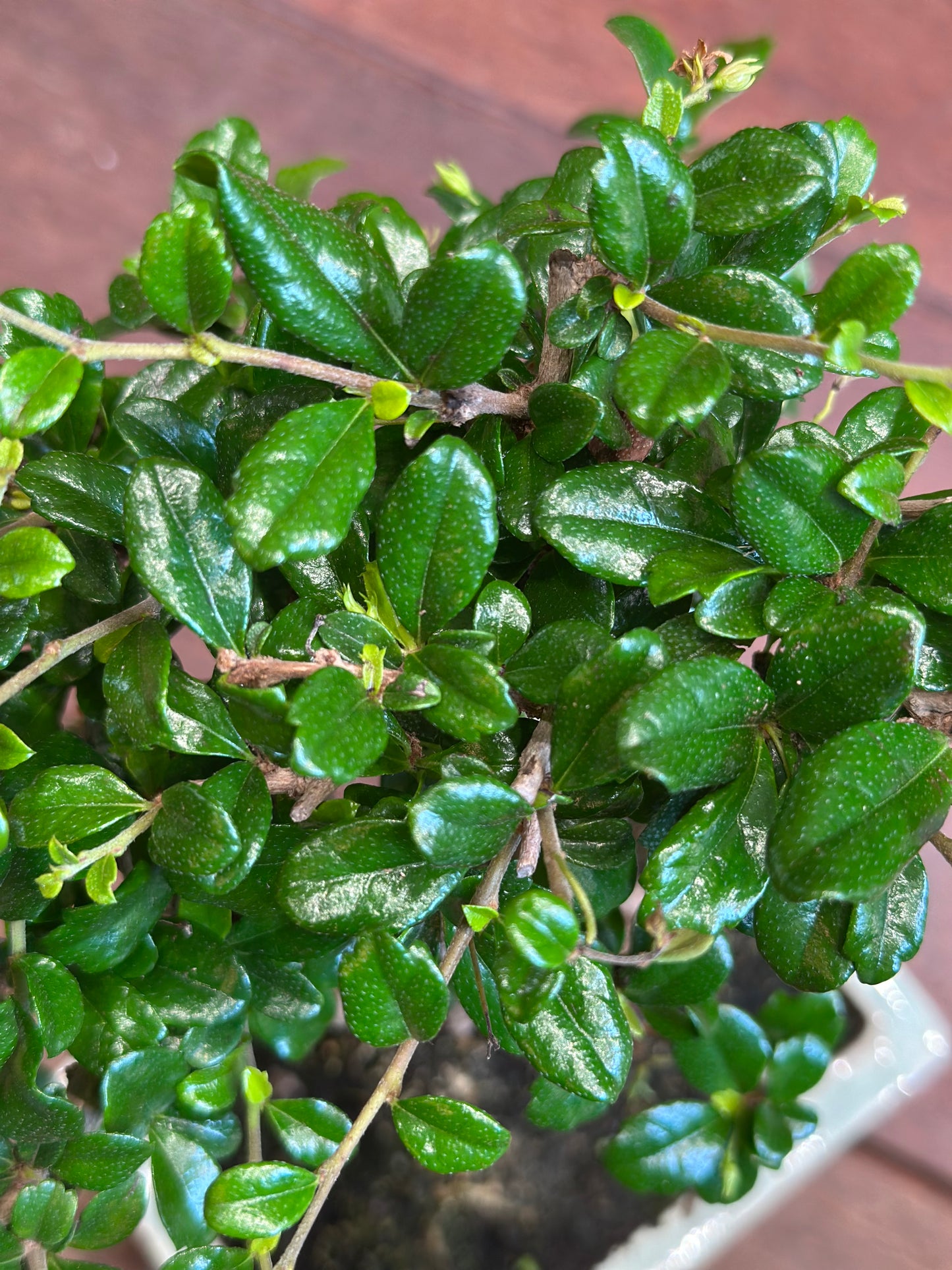 Carmona Bonsai