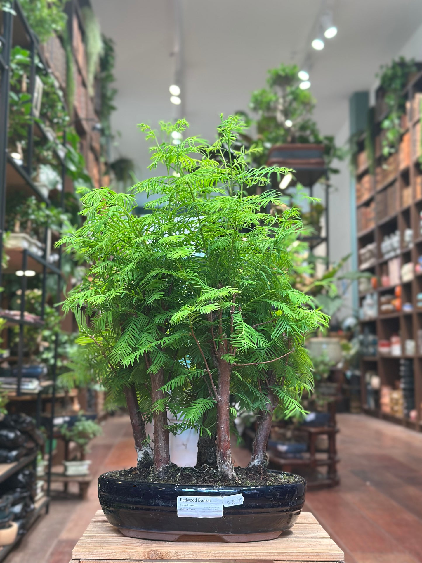 Redwood Bonsai