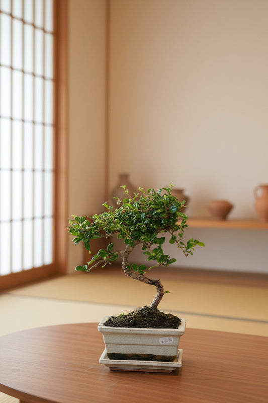 Carmona Bonsai