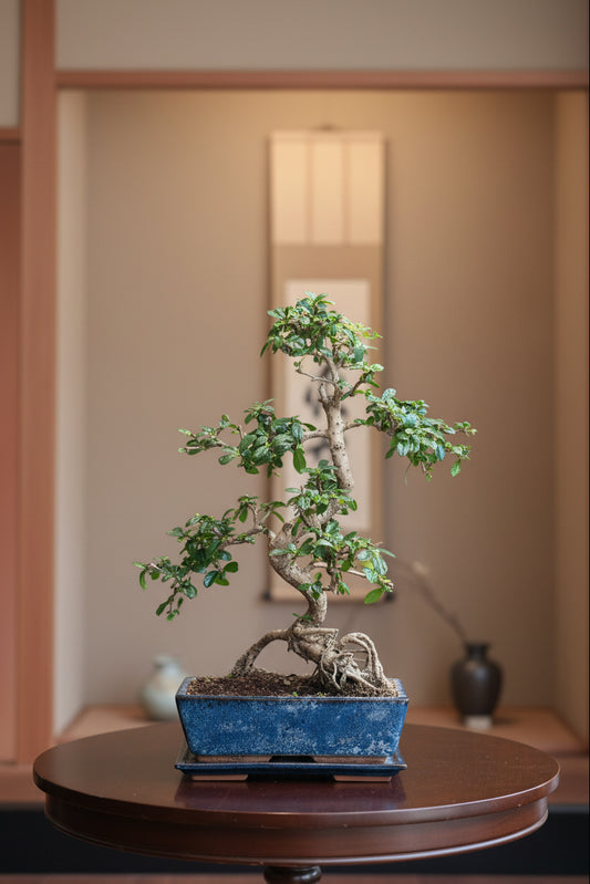 Carmona Bonsai (large)
