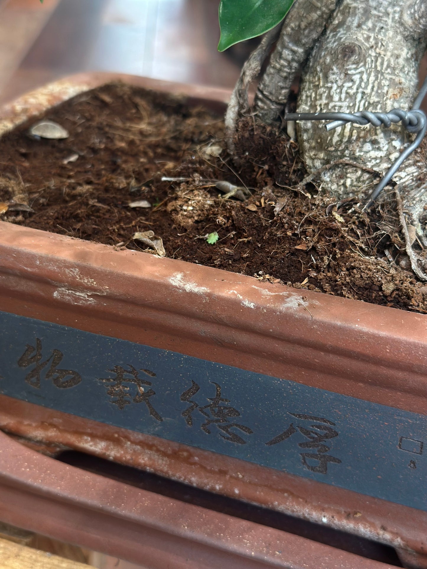 Ficus Bonsai (large)