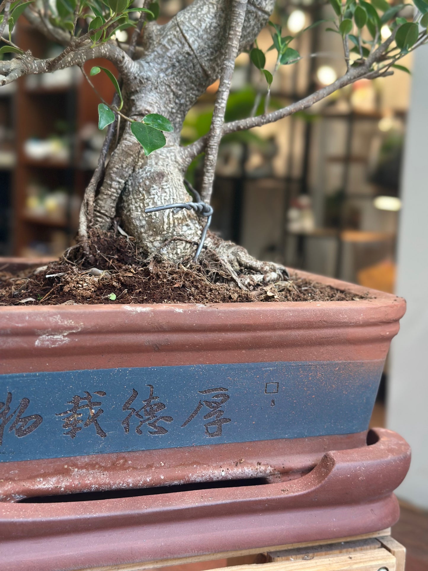 Ficus Bonsai (large)