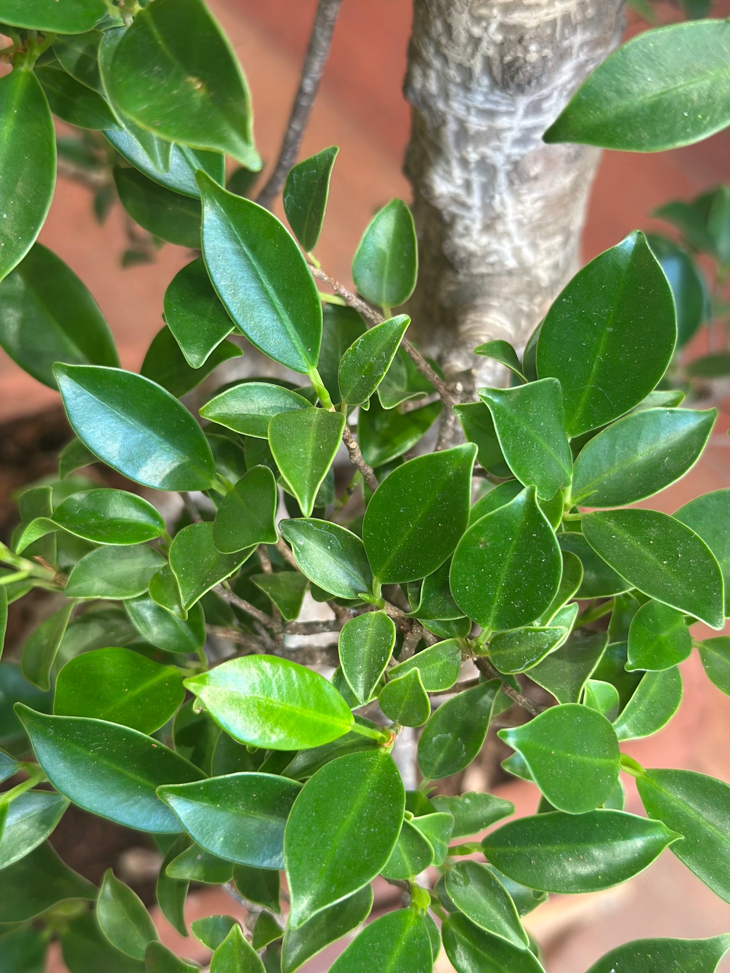 Ficus Bonsai (large)
