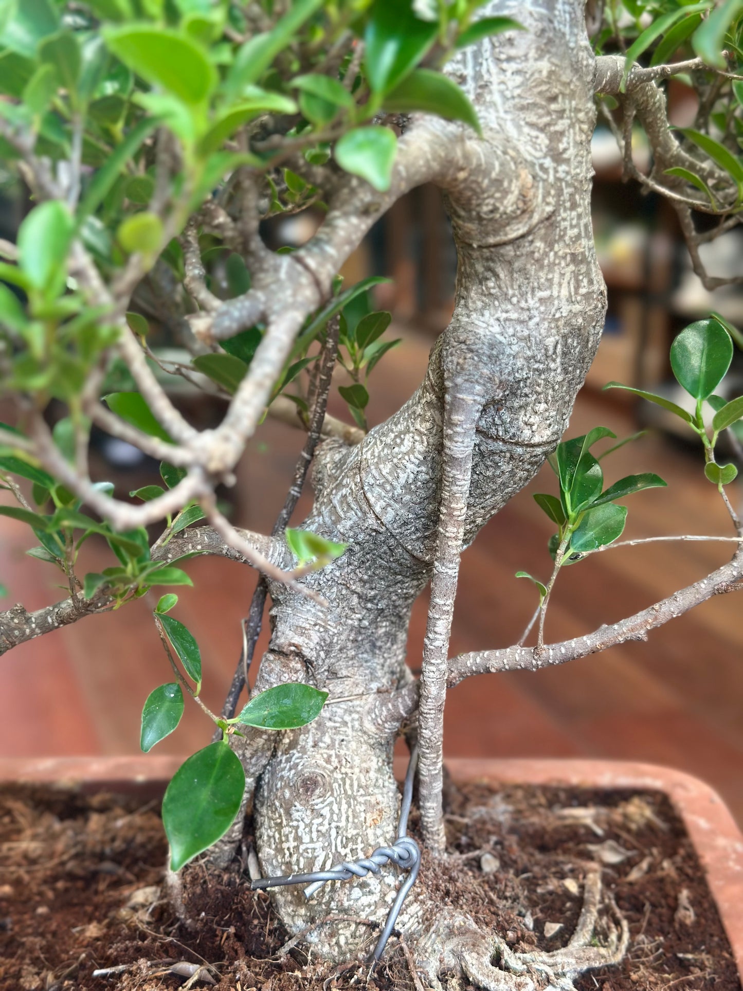 Ficus Bonsai (large)