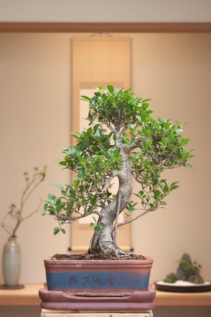 Ficus Bonsai (large)