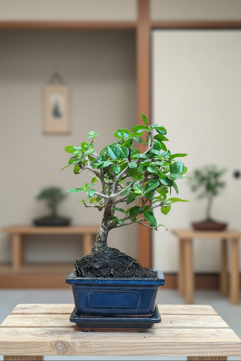 Carmona Bonsai (mini)