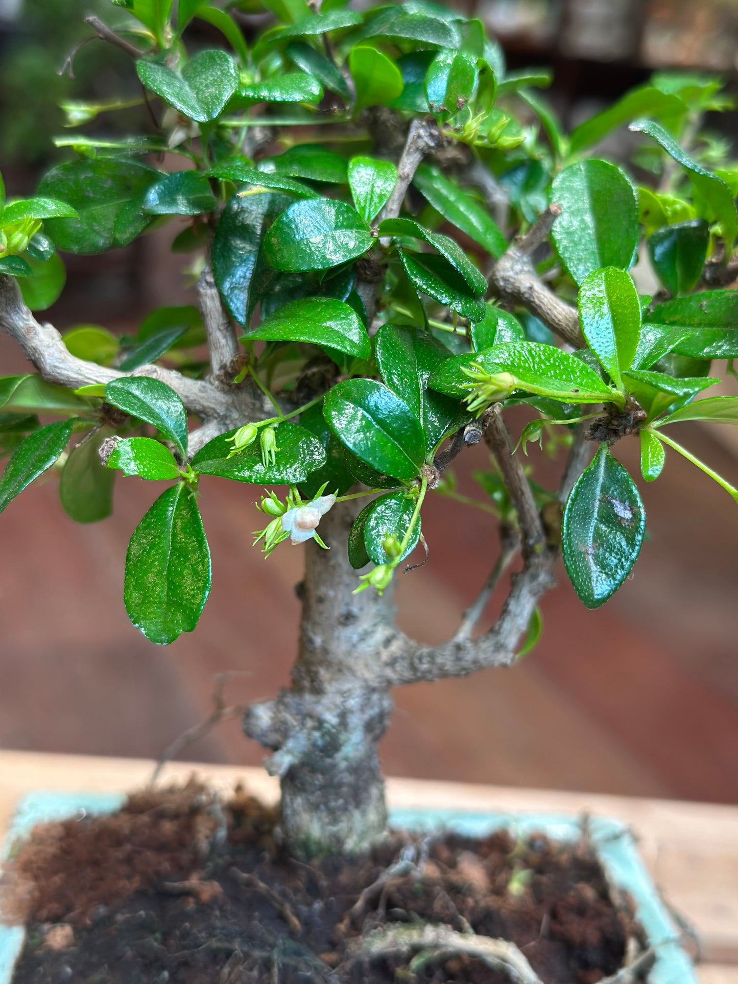 Carmona Bonsai (mini)