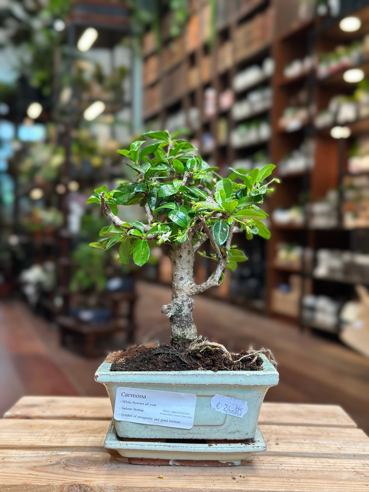 Carmona Bonsai (mini) – Avalon