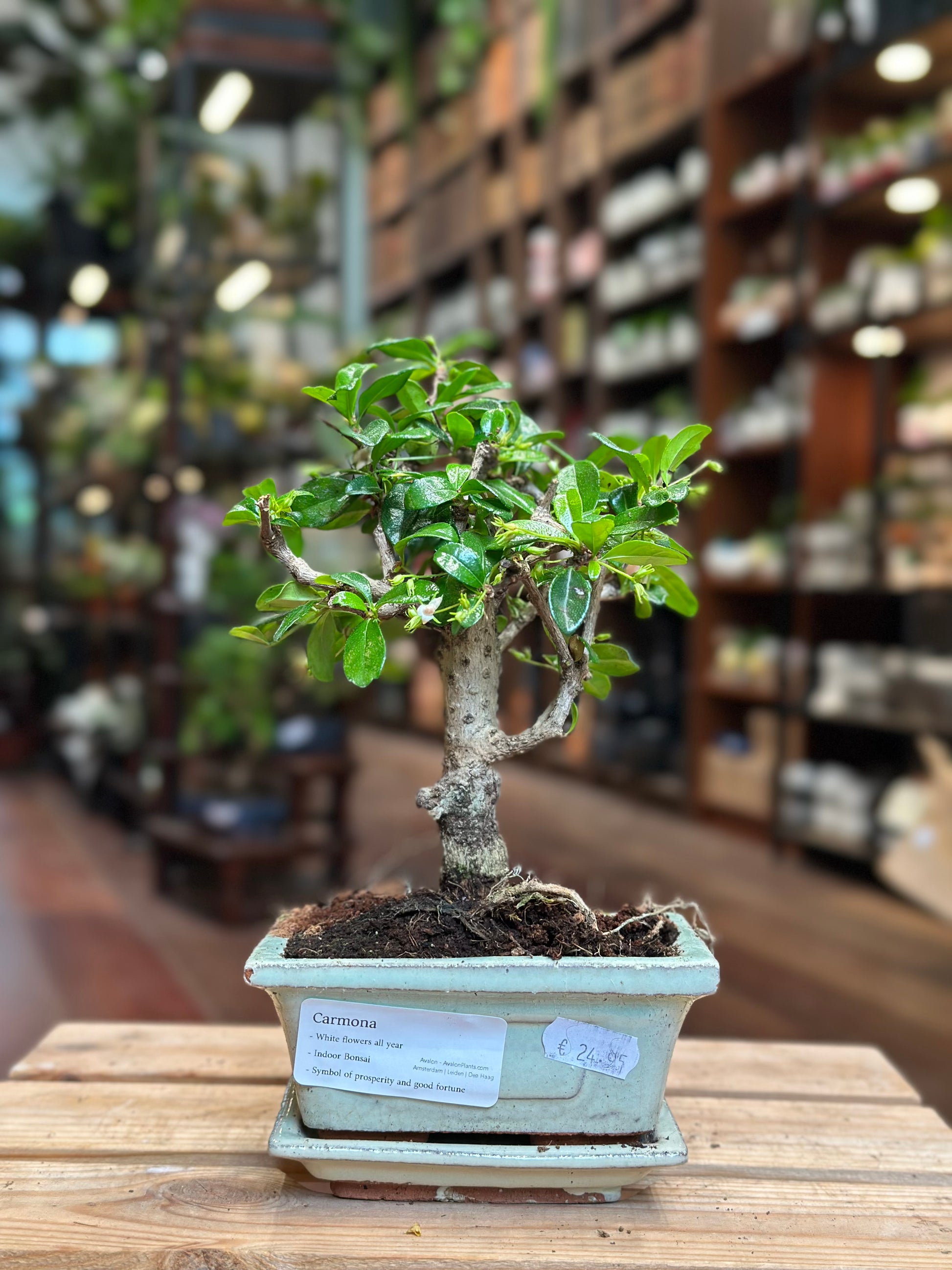 aminosol bonsai Carmona Bonsai (mini) – Avalon