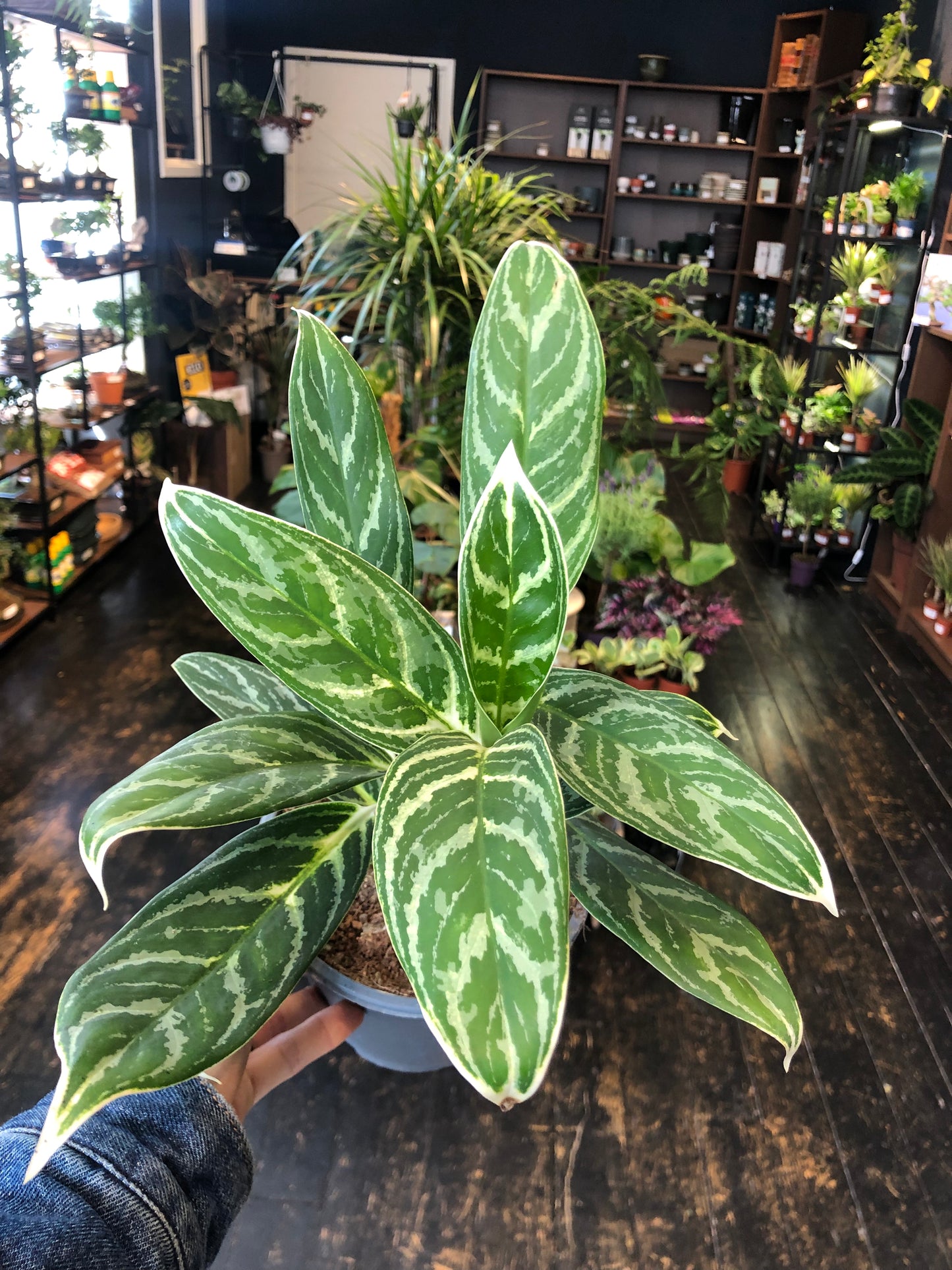 Aglaonema Madonna