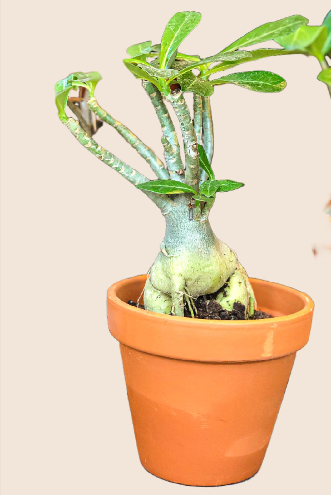 Adenium Obesum (Desert Rose) – Avalon - Plants & Gifts